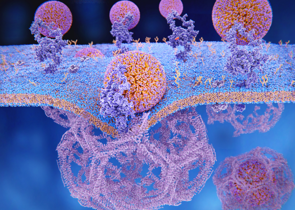 Endocytosis